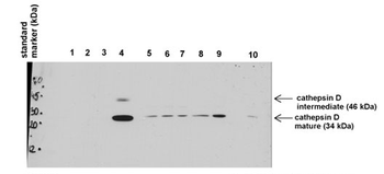 Ctsd Rabbit Polyclonal Antibody