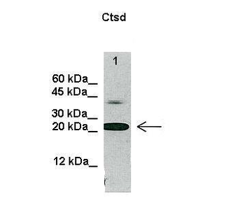 Ctsd Rabbit Polyclonal Antibody