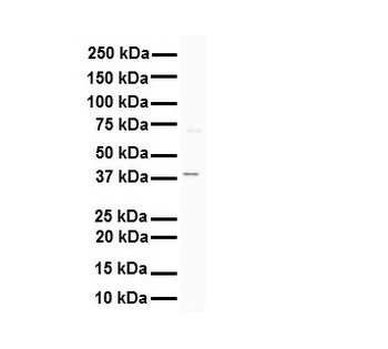 AGER Rabbit Polyclonal Antibody