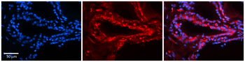 TSHR Rabbit Polyclonal Antibody
