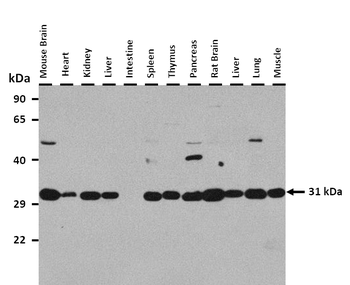 CD40 Rabbit Polyclonal Antibody