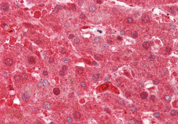 DHODH Rabbit Polyclonal Antibody