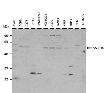 IFIT2 Rabbit Polyclonal Antibody