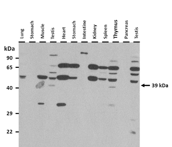 Ambp Rabbit Polyclonal Antibody