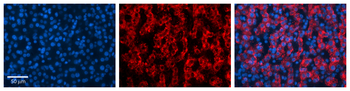 MAP2K3 Rabbit Polyclonal Antibody