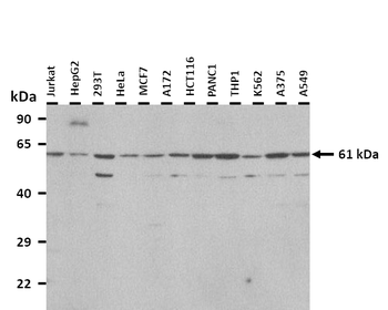 PRF1 Rabbit Polyclonal Antibody