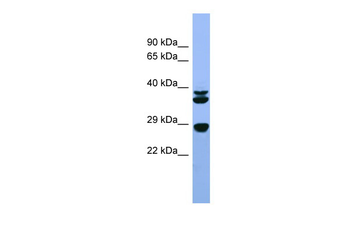 Fgf3 Rabbit Polyclonal Antibody