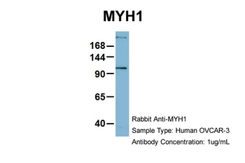MYH1 Rabbit Polyclonal Antibody