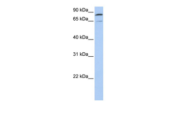 MFN2 Rabbit Polyclonal Antibody