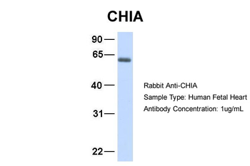 CHIA Rabbit Polyclonal Antibody