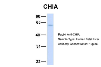 CHIA Rabbit Polyclonal Antibody
