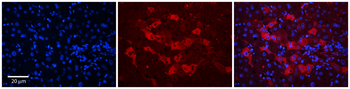 WDR23 Rabbit Polyclonal Antibody