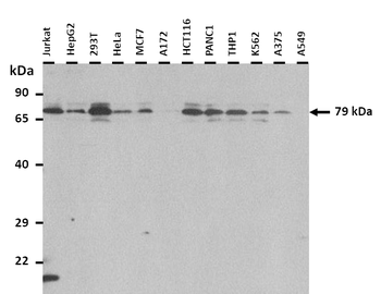 SLC44A4 Rabbit Polyclonal Antibody