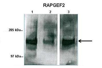 Rapgef2 Rabbit Polyclonal Antibody