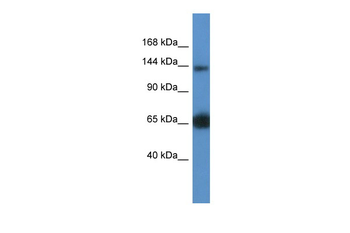 Rapgef2 Rabbit Polyclonal Antibody