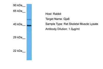 Gja8 Rabbit Polyclonal Antibody