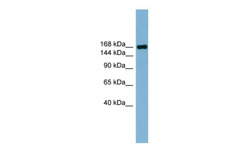 PARD3 Rabbit Polyclonal Antibody