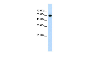 CDC23 Rabbit Polyclonal Antibody