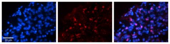 WWP1 Rabbit Polyclonal Antibody