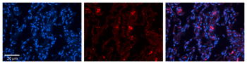 FBXO21 Rabbit Polyclonal Antibody