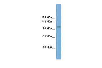 HERC6 Rabbit Polyclonal Antibody