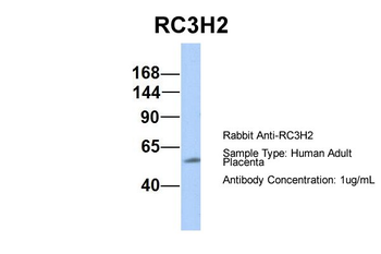 RC3H2 Rabbit Polyclonal Antibody
