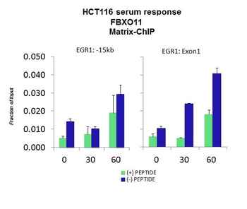 FBXO11 Rabbit Polyclonal Antibody