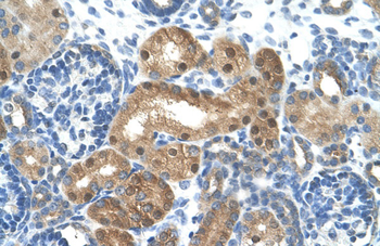 LONRF1 Rabbit Polyclonal Antibody