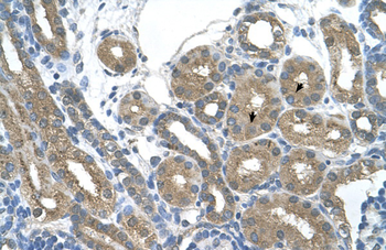 RNF165 Rabbit Polyclonal Antibody