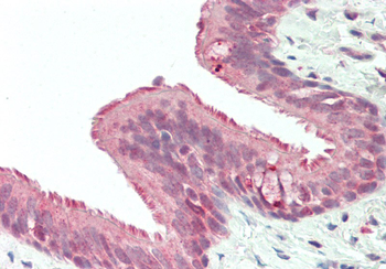 RNF165 Rabbit Polyclonal Antibody