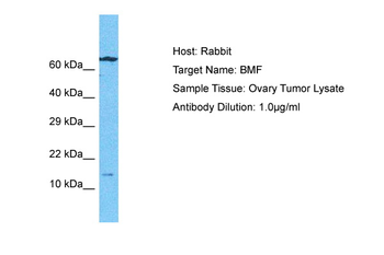 BMF Rabbit Polyclonal Antibody