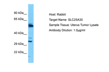 SLC25A30 Rabbit Polyclonal Antibody