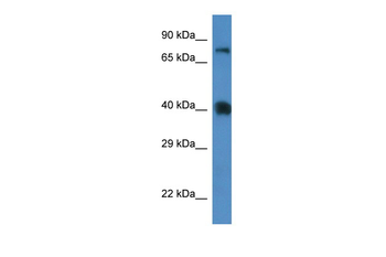 Slc7a3 Rabbit Polyclonal Antibody