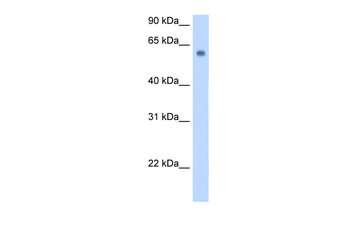 SLC1A4 Rabbit Polyclonal Antibody