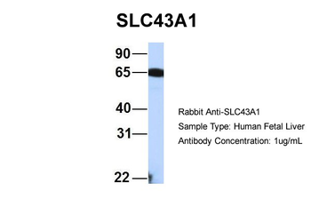 SLC43A1 Rabbit Polyclonal Antibody