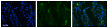 SLCO2B1 Rabbit Polyclonal Antibody