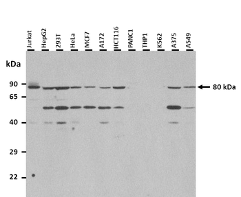 SLC44A2 Rabbit Polyclonal Antibody