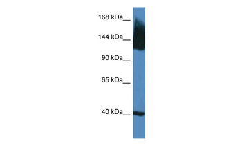 Slc12a5 Rabbit Polyclonal Antibody