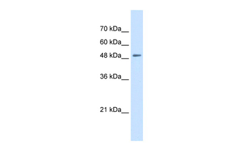 SLC43A2 Rabbit Polyclonal Antibody