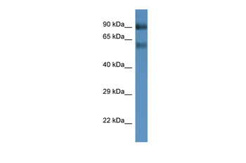 Slc6a15 Rabbit Polyclonal Antibody