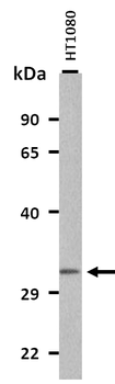 SLC25A34 Rabbit Polyclonal Antibody