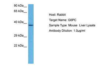 G6pc Rabbit Polyclonal Antibody