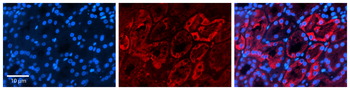 Aqp2 Rabbit Polyclonal Antibody