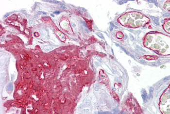 FGG Rabbit Polyclonal Antibody