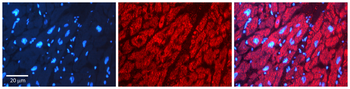 PPIB Rabbit Polyclonal Antibody