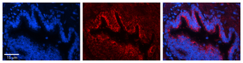 UCRC Rabbit Polyclonal Antibody