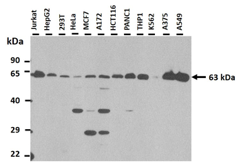 GPNMB Rabbit Polyclonal Antibody