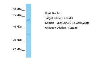GPNMB Rabbit Polyclonal Antibody