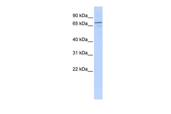 NRG3 Rabbit Polyclonal Antibody