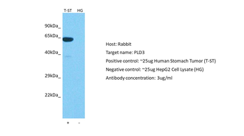 PLD3 Rabbit Polyclonal Antibody